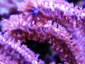 Gorgonia