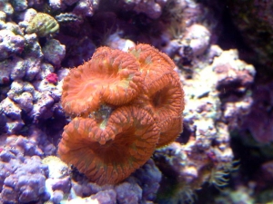 Blastomussa wellsi