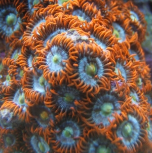 Orange Zoos
