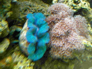 Clam and Star