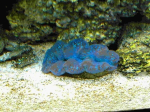 Little Clam
