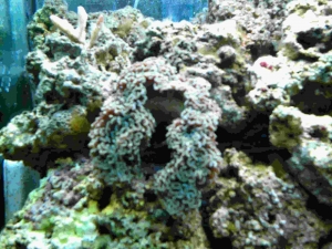 Hammer Coral