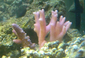 bird nest and acro