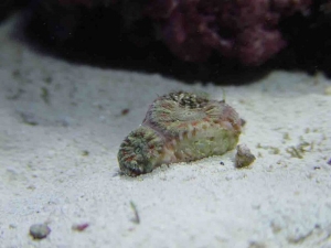 Acan Lord