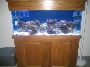 55 gallon overview