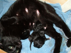 New Mother