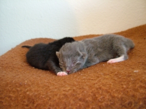They are cute