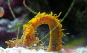 spaghetti worm