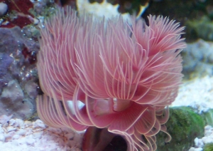 Coco Worm