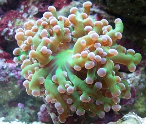 Frogspawn Coral