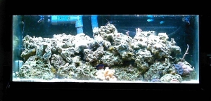 Whole Tank Shot