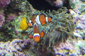 nemo_eggs