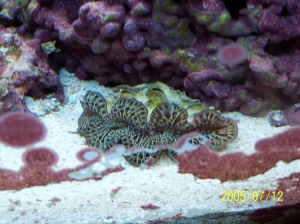 Clam