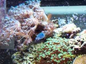 Chromis