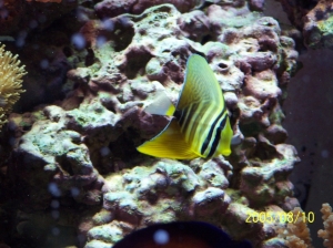 Sailfin Tang