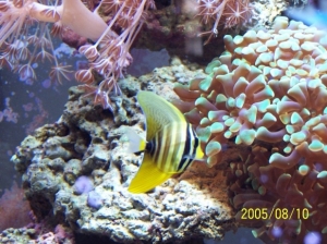 Sailfin Tang
