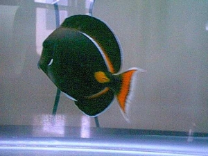 Achilles1