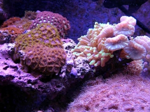 Zoonathids