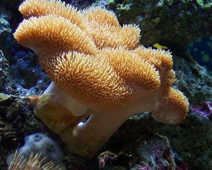 Leather coral