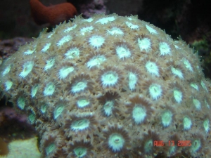 diploastrea-mid-res1