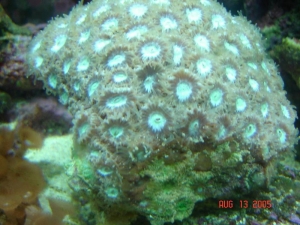 diploastrea-mid-res2