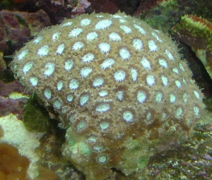 Diploastrea1