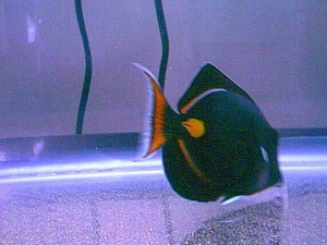 Achilles2