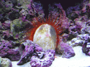 Flame Scallop