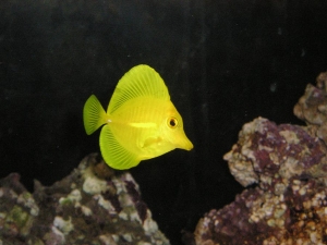 Yellow Tang