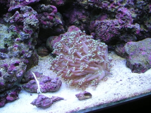 Flower Pot Coral