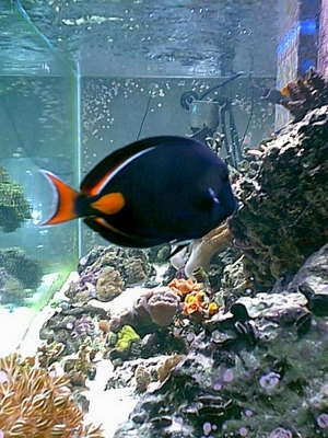 Achilles_Tang