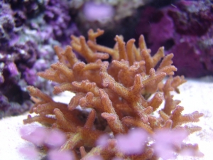 coral5