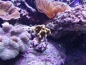 coral6