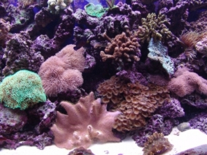 corals