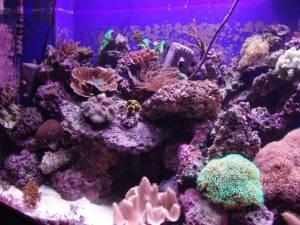 corals2