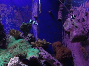 corals3