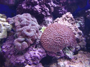 corals4