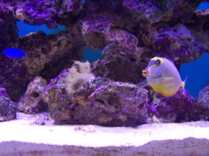 150 gal Reef tank