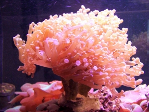 frogspawn