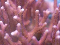 Seriatopora_subseriata