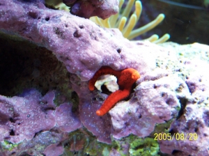 red/orange star fish