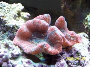 coral