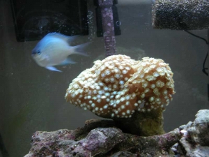 my first coral