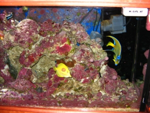 yellow tang