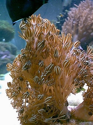 Smithsonian Super Pulsar Xenia