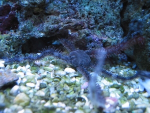 Black brittle star