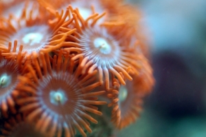 Zoos New Macro