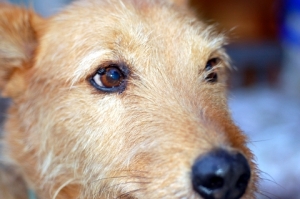 My Dog