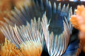 Feather Duster