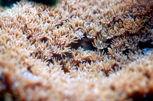 Cup coral Close!